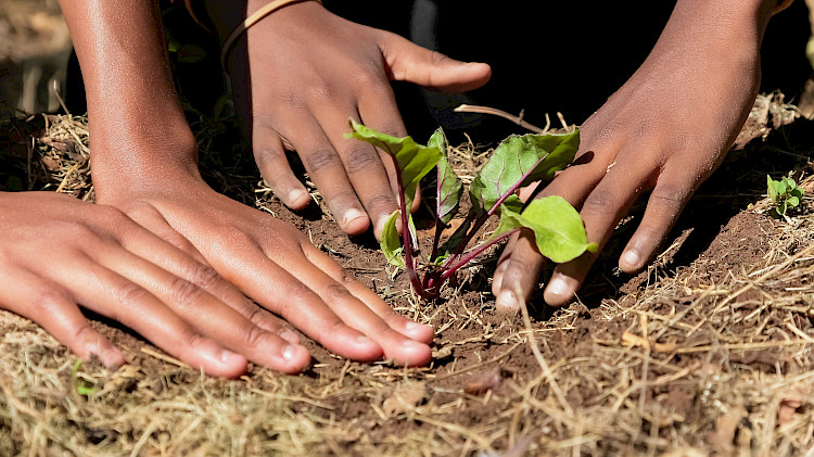 Nestle Launches Initiatives to Improve Sustainability of its Cocoa Supply Chain:  Addressing Societal Dimensions of ESG